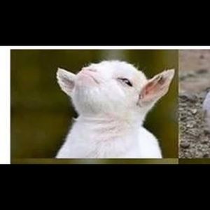 Meet your Posher, Blake